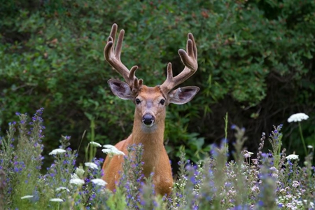 Hunting Property For Sale, West Plains, Missouri Ozarks - image 2