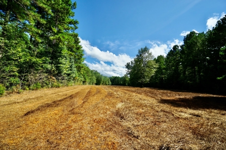 *Reduced* Little Cypress Farm - 160 Acs - Bossier Parish, La - image 14