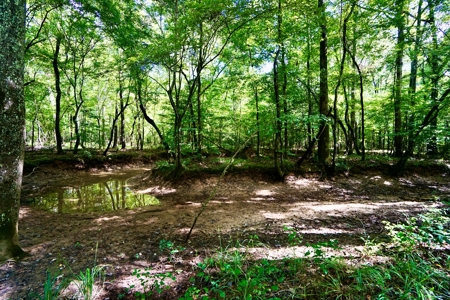 *Reduced* Little Cypress Farm - 160 Acs - Bossier Parish, La - image 20