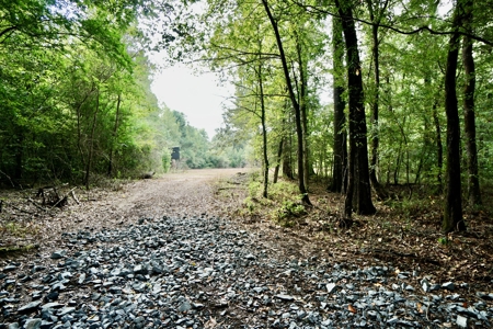 *Reduced* Little Cypress Farm - 160 Acs - Bossier Parish, La - image 24