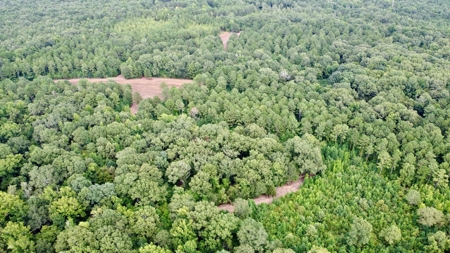 *Reduced* Little Cypress Farm - 160 Acs - Bossier Parish, La - image 22