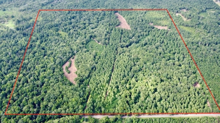 *Reduced* Little Cypress Farm - 160 Acs - Bossier Parish, La - image 3
