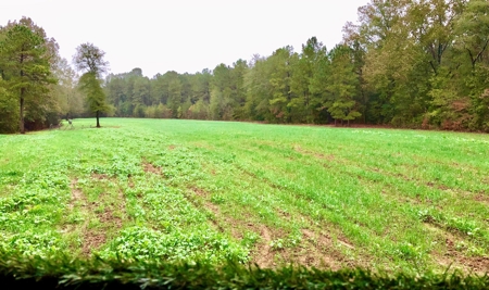 *Reduced* Little Cypress Farm - 160 Acs - Bossier Parish, La - image 39
