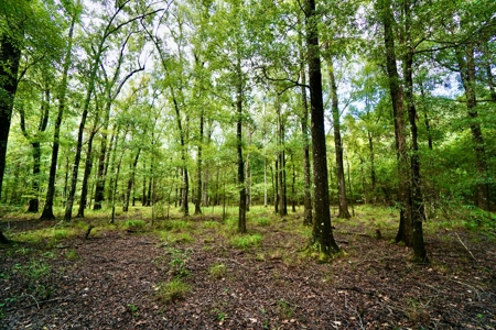 *Reduced* Little Cypress Farm - 160 Acs - Bossier Parish, La - image 28