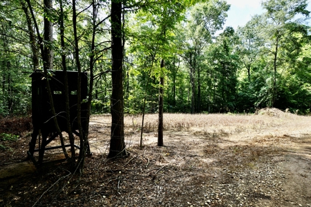 *Reduced* Little Cypress Farm - 160 Acs - Bossier Parish, La - image 6