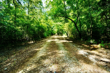 *Reduced* Little Cypress Farm - 160 Acs - Bossier Parish, La - image 8