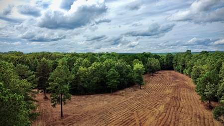 *Reduced* Little Cypress Farm - 160 Acs - Bossier Parish, La - image 1
