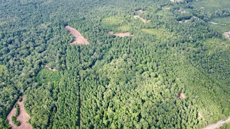 *Reduced* Little Cypress Farm - 160 Acs - Bossier Parish, La - image 27