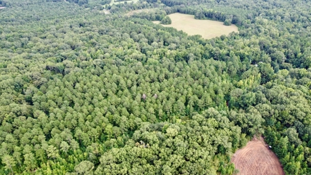 *Reduced* Little Cypress Farm - 160 Acs - Bossier Parish, La - image 25