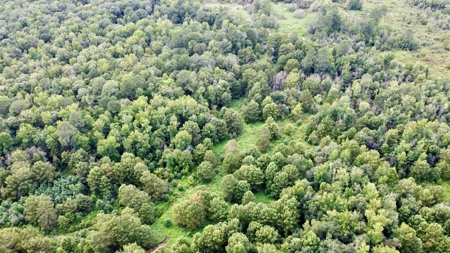 *Reduced* Little Cypress Farm - 160 Acs - Bossier Parish, La - image 16