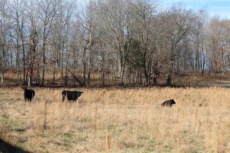 71.77 acre working farm for sale in Barren Co Ky. - image 24