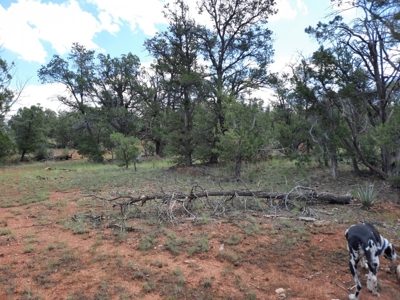 Secluded Parcel - image 5