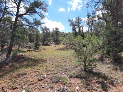 Secluded Parcel - image 7