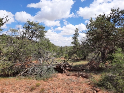 Secluded Parcel - image 2