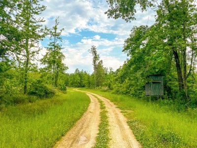 Land for Sale on the Big Black River Claiborne County MS - image 42