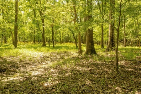 Land for Sale on the Big Black River Claiborne County MS - image 9