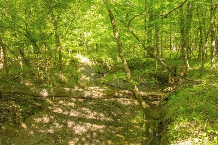 Land for Sale on the Big Black River Claiborne County MS - image 14