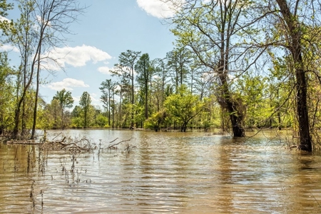 Land for Sale on the Big Black River Claiborne County MS - image 12