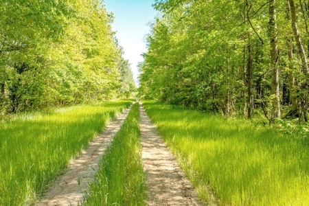 Land for Sale on the Big Black River Claiborne County MS - image 3