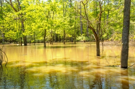 Land for Sale on the Big Black River Claiborne County MS - image 10