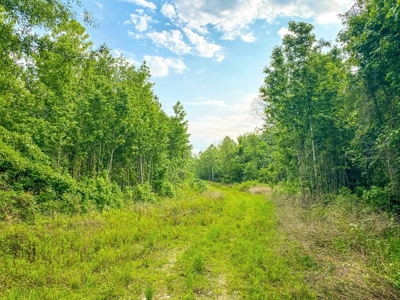 Land for Sale on the Big Black River Claiborne County MS - image 41