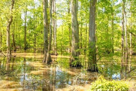 Land for Sale on the Big Black River Claiborne County MS - image 5