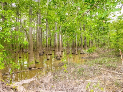 Land for Sale on the Big Black River Claiborne County MS - image 37