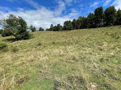 Land for Sale with Country Views in Carroll County VA! - image 14