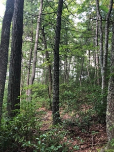 15 Acres Unrestricted Land in Erwin, TN For Sale - image 21