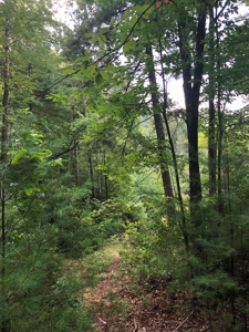 15 Acres Unrestricted Land in Erwin, TN For Sale - image 20