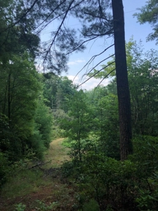 15 Acres Unrestricted Land in Erwin, TN For Sale - image 19