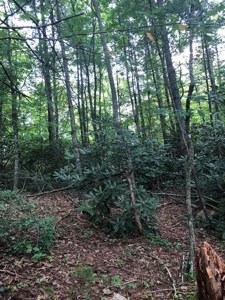 15 Acres Unrestricted Land in Erwin, TN For Sale - image 23