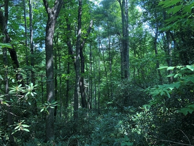 15 Acres Unrestricted Land in Erwin, TN For Sale - image 3