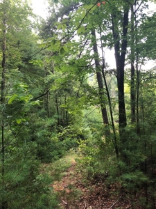 15 Acres Unrestricted Land in Erwin, TN For Sale - image 22