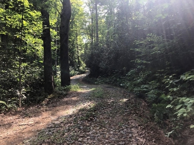 15 Acres Unrestricted Land in Erwin, TN For Sale - image 4
