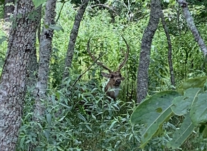 691 Acre High Fence Hunting Property for Sale 2 Lodges LA - image 33