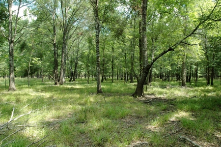 691 Acre High Fence Hunting Property for Sale 2 Lodges LA - image 34