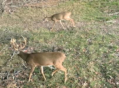 691 Acre High Fence Hunting Property for Sale 2 Lodges LA - image 19