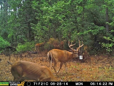 716 Acres Land for Sale on the Big Black River Woodville, MS - image 40