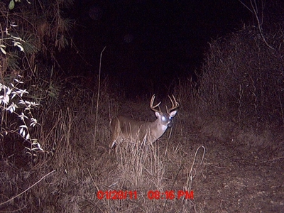 716 Acres Land for Sale on the Big Black River Woodville, MS - image 43