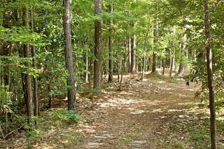 716 Acres Land for Sale on the Big Black River Woodville, MS - image 12