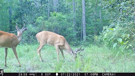 716 Acres Land for Sale on the Big Black River Woodville, MS - image 42