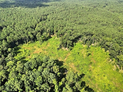 716 Acres Land for Sale on the Big Black River Woodville, MS - image 30