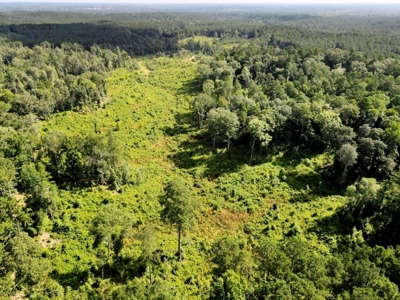 716 Acres Land for Sale on the Big Black River Woodville, MS - image 29