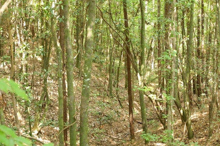 716 Acres Land for Sale on the Big Black River Woodville, MS - image 13