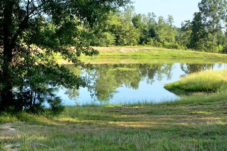 716 Acres Land for Sale on the Big Black River Woodville, MS - image 8