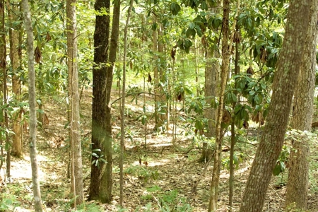 716 Acres Land for Sale on the Big Black River Woodville, MS - image 15