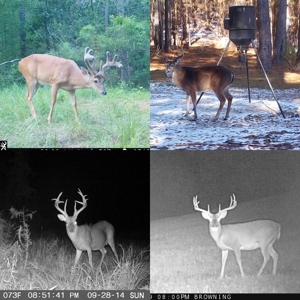 716 Acres Land for Sale on the Big Black River Woodville, MS - image 37