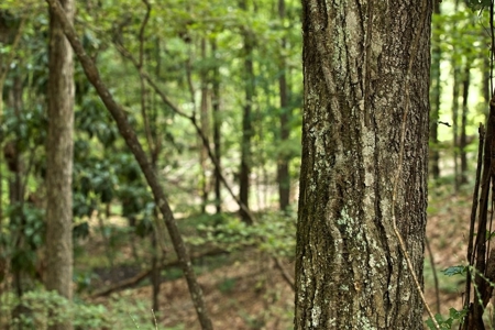 716 Acres Land for Sale on the Big Black River Woodville, MS - image 17