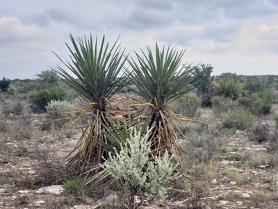 Texas Hunting Ranch with utilities near Pandale - image 10